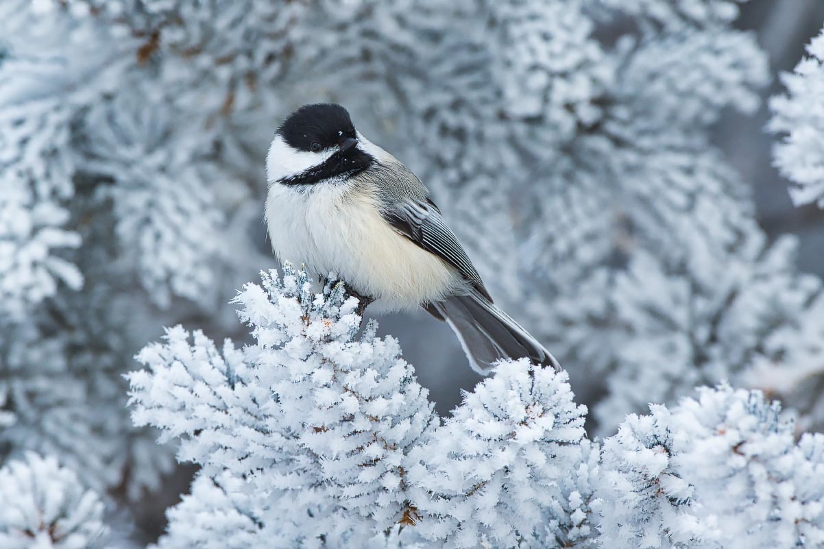 Black-capped Chickadee Hoarfrost