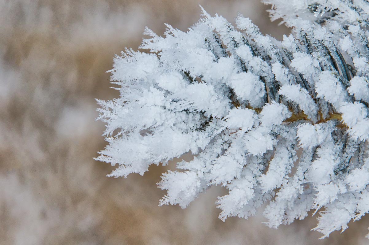 Blue Spruce Hoarfrost