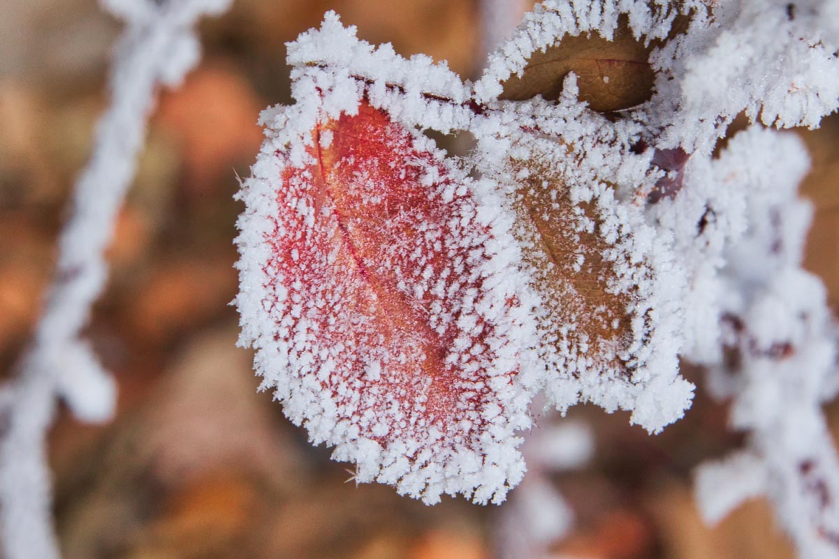 Rose hoarfrost