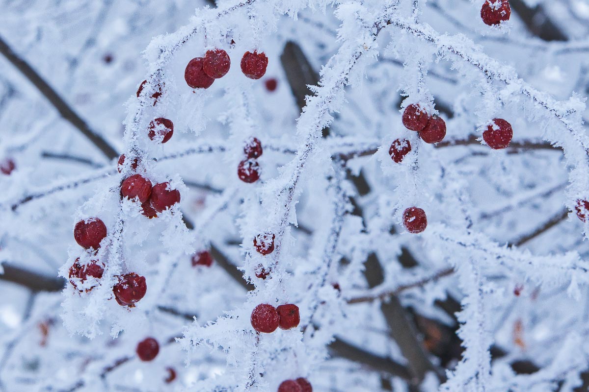 Crabapple hoarfrost