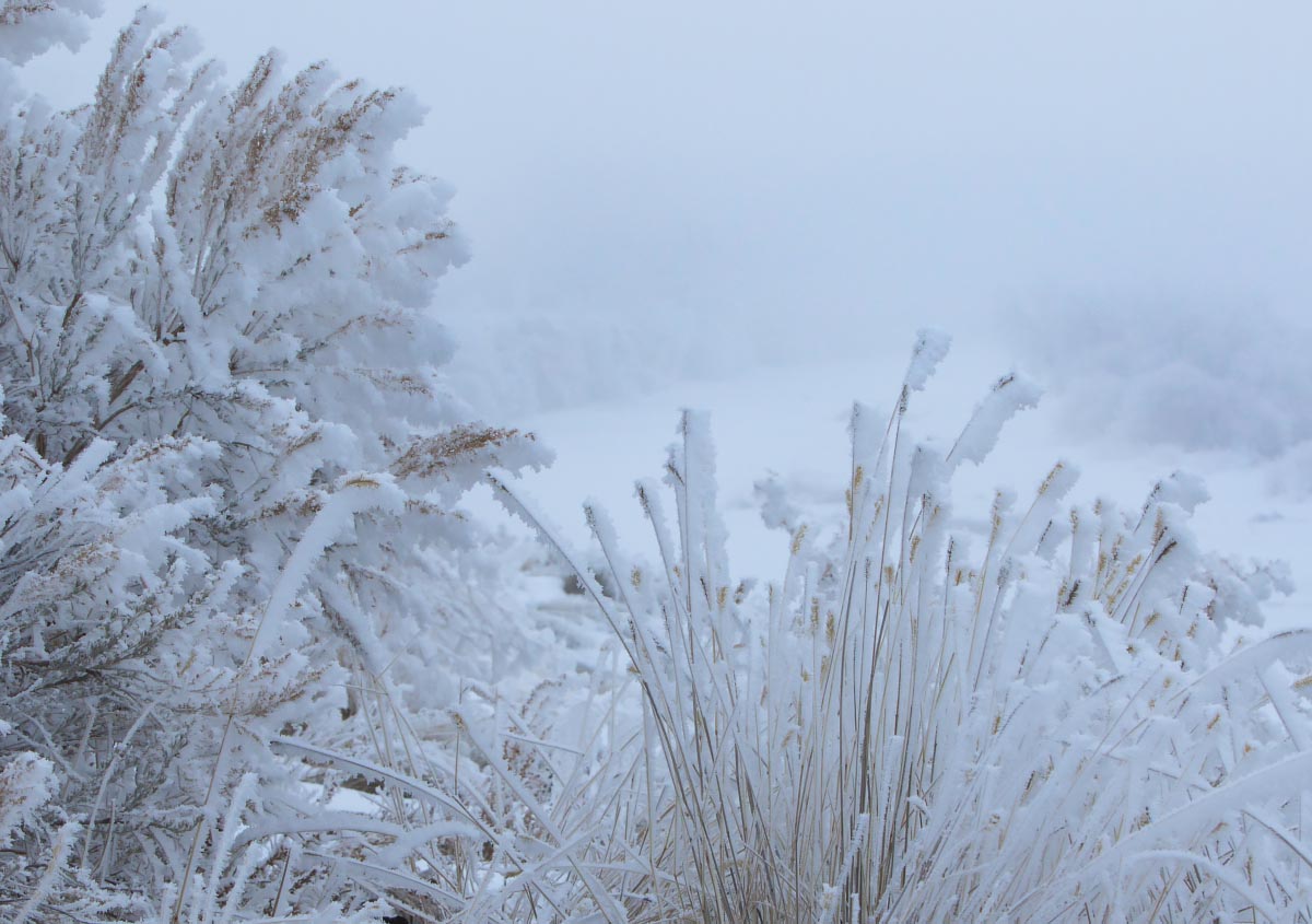 Riverside grasses and Sagebrush hoarfrost