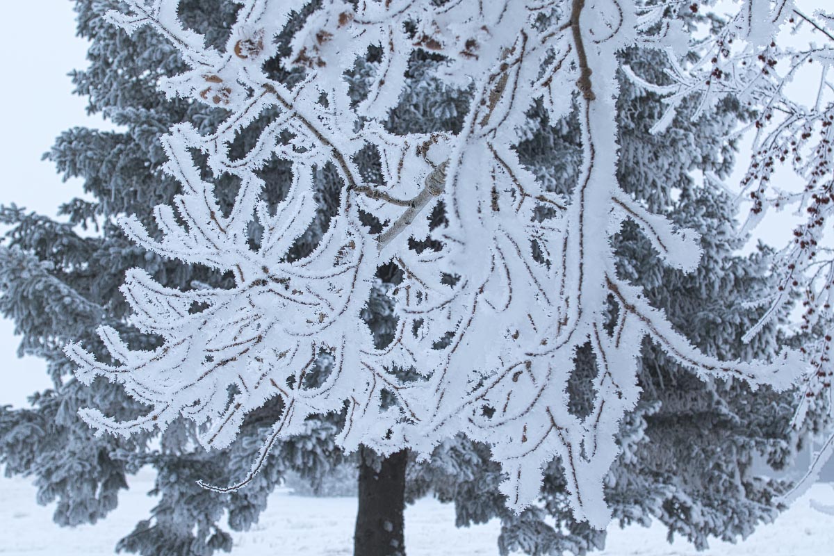 Aspen hoarfrost