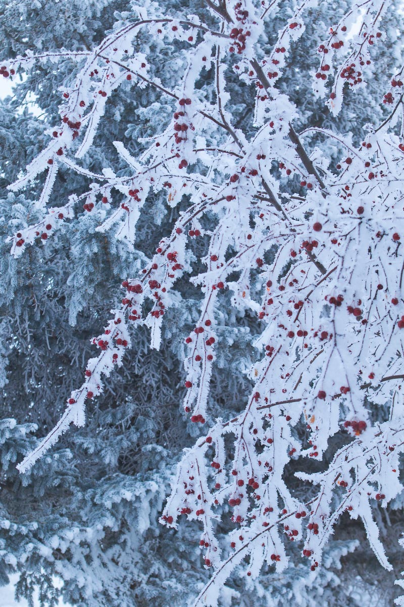 Crabapple hoarfrost