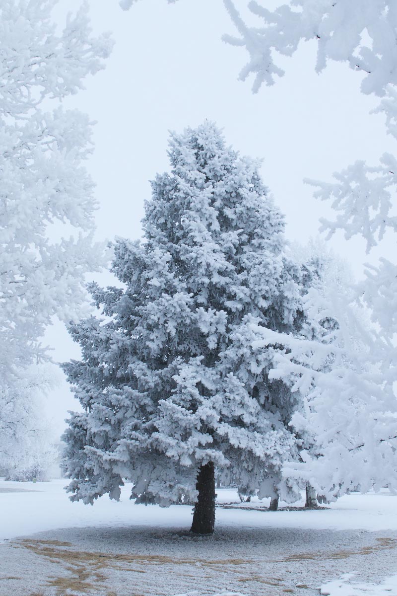 Spruce hoarfrost