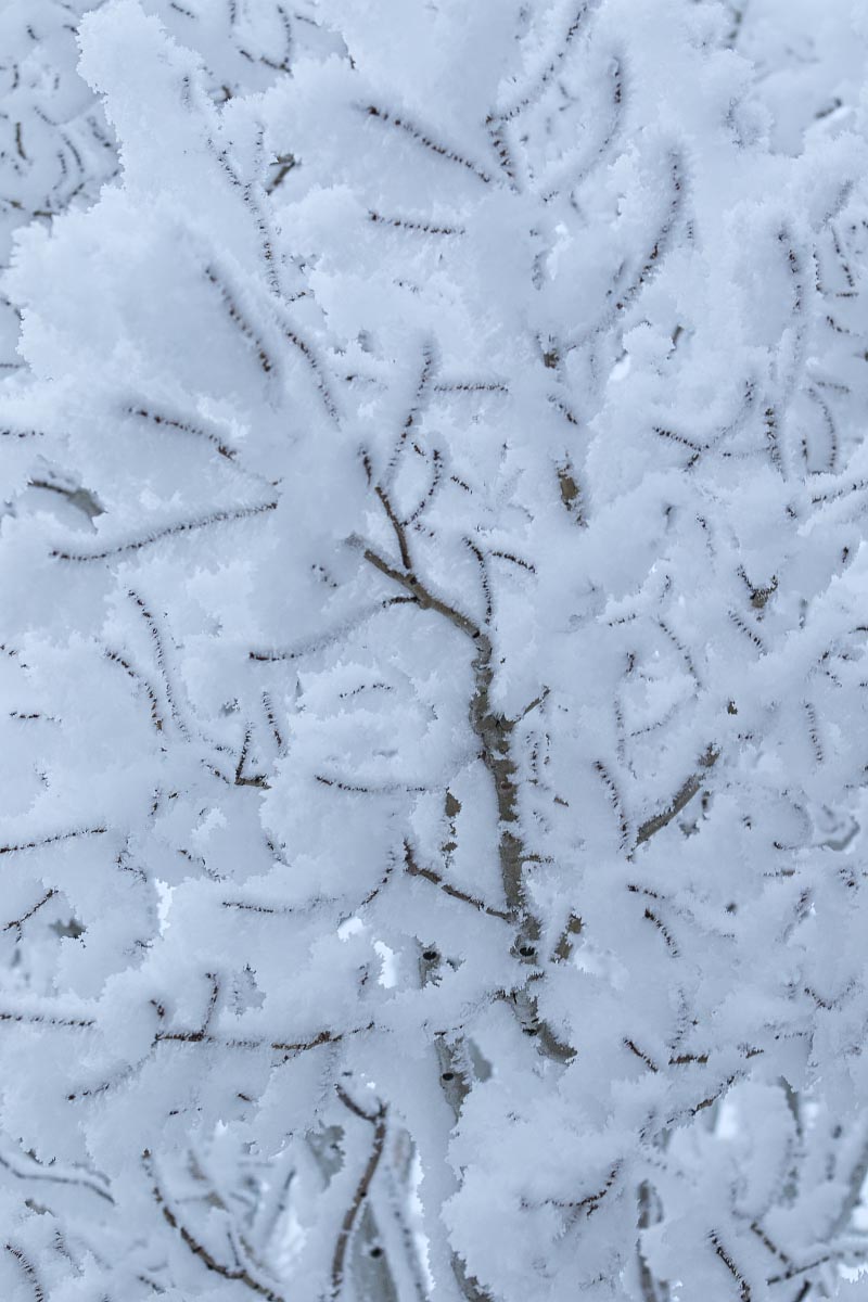 Aspen abstract hoarfrost