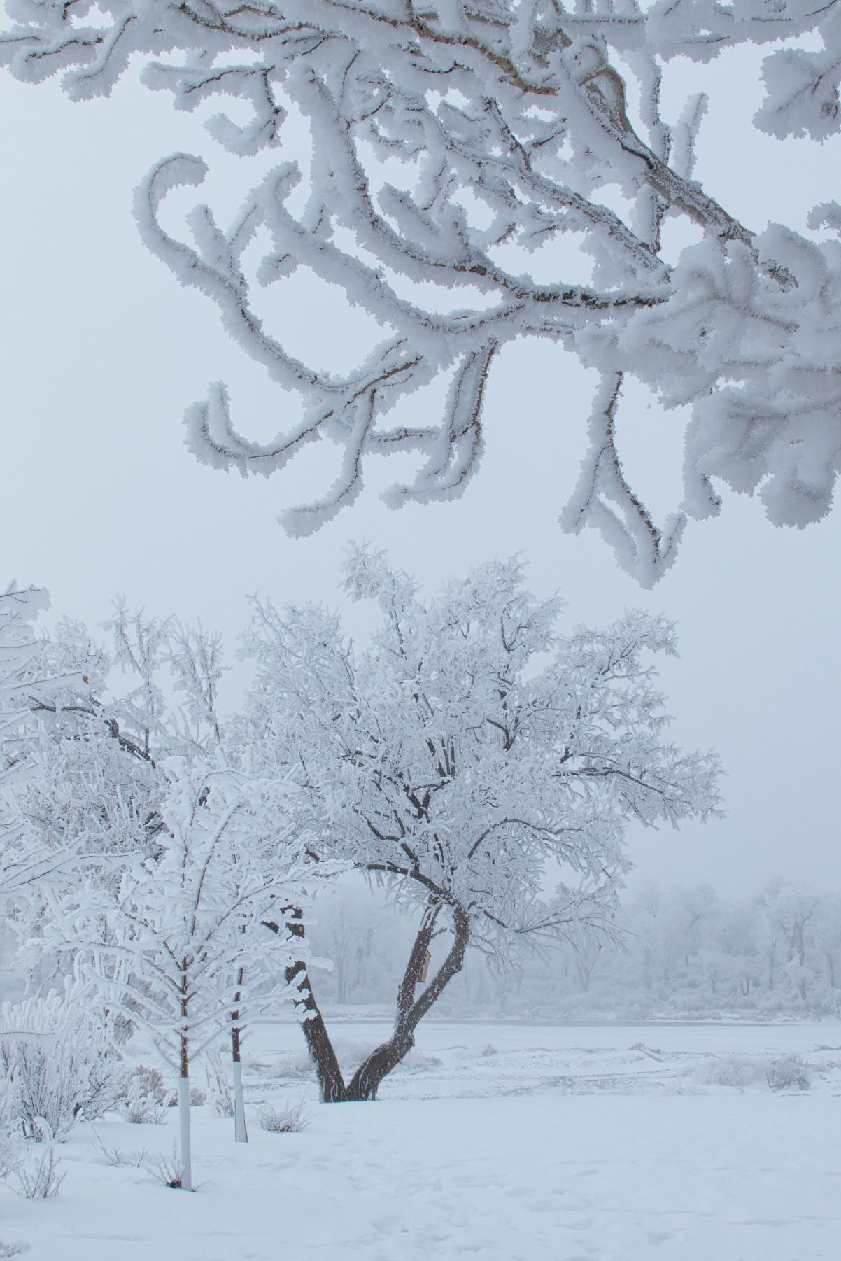 Hoarfrost