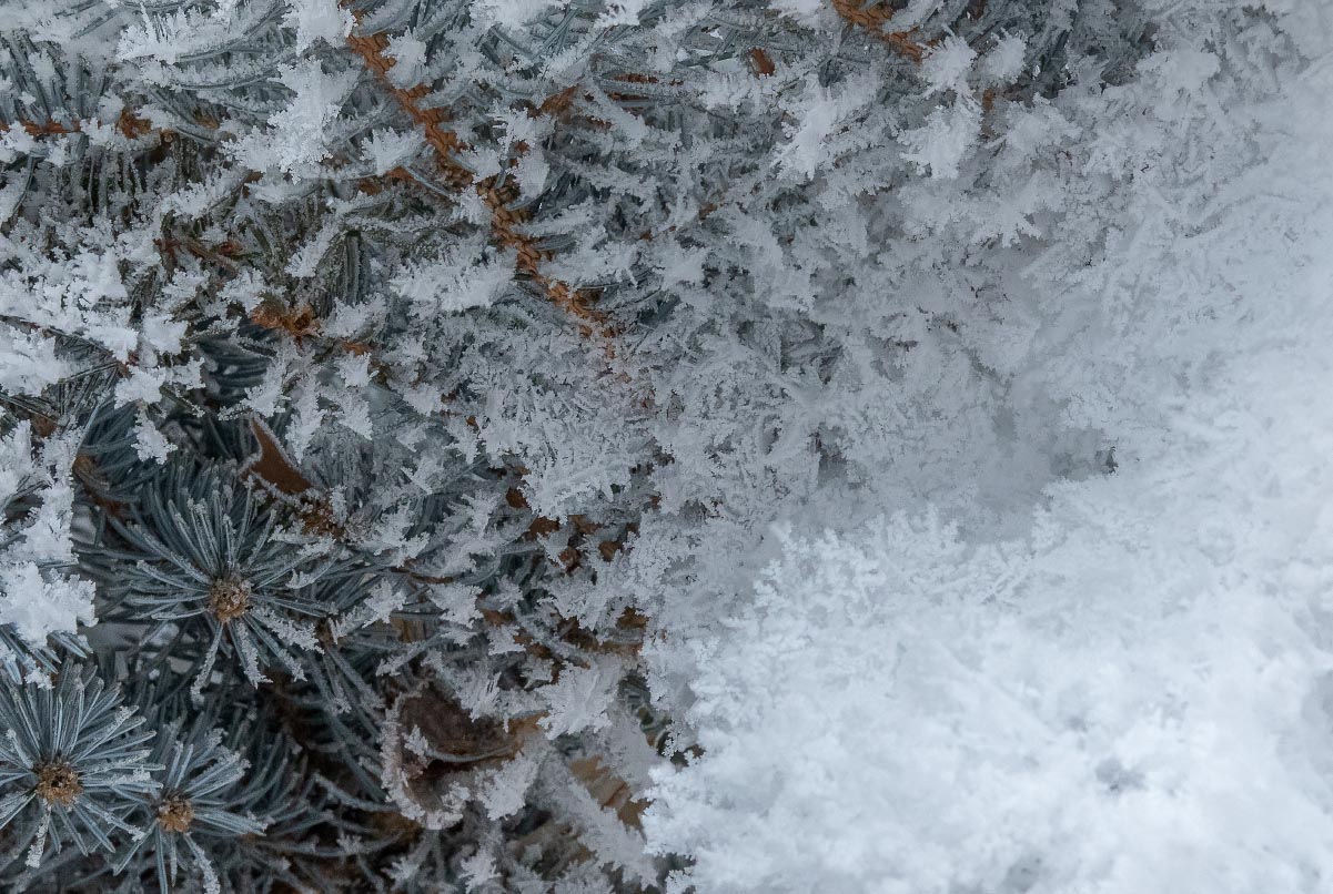 Spruce hoarfrost