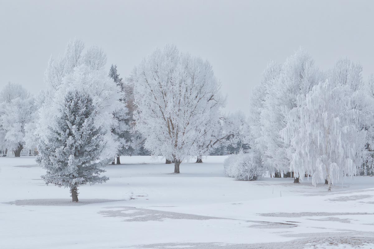 Golf course hoarfrost