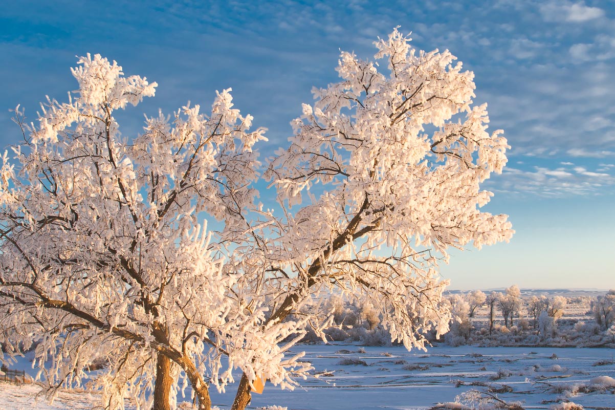 Russian Olive hoarfrost