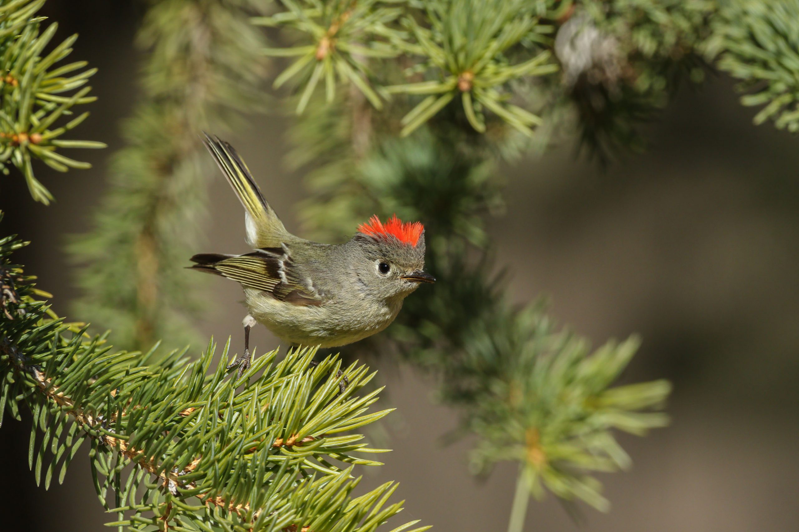 Ruby-crowned Kinglet Wyoming