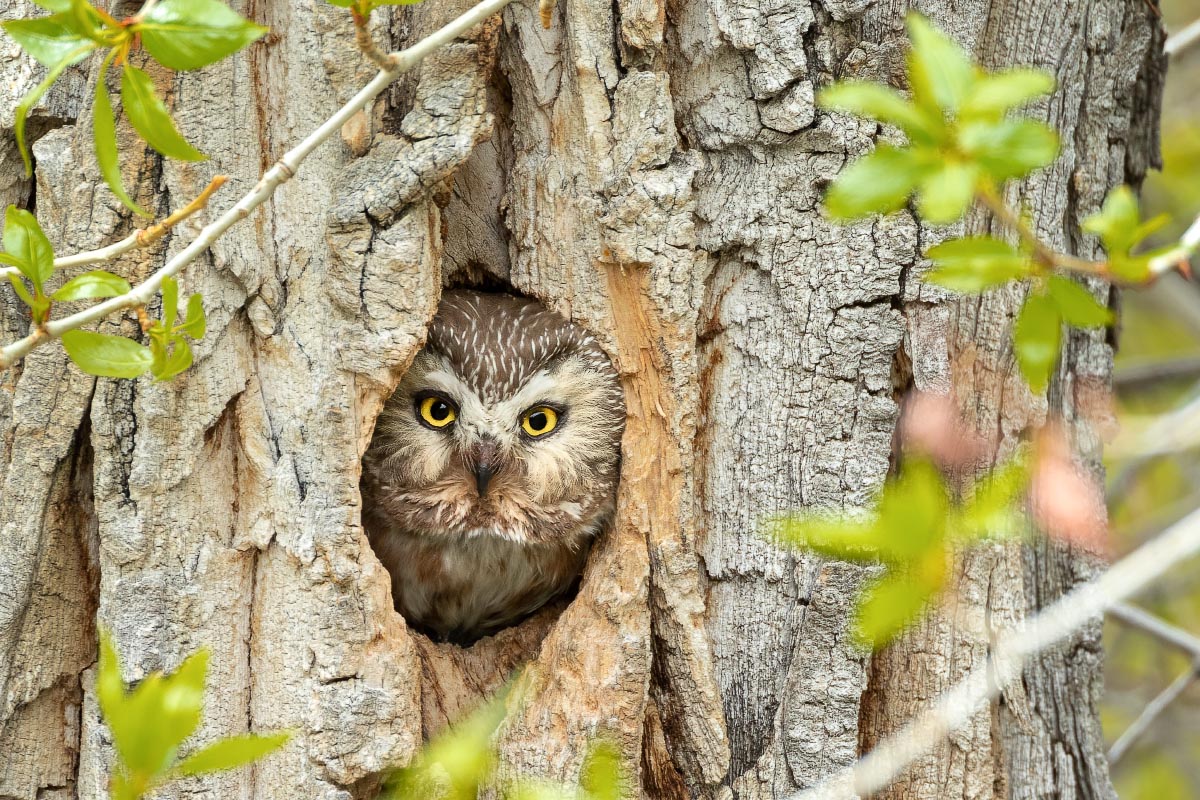 Northern Saw-whet Owl Sinks Canyon State Park Wyoming