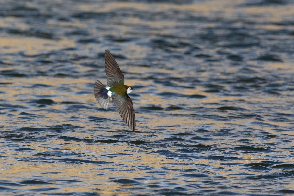 Violet-green Swallow Wyoming