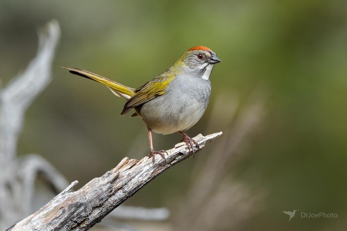 Green-tailed Towhee Wyoming