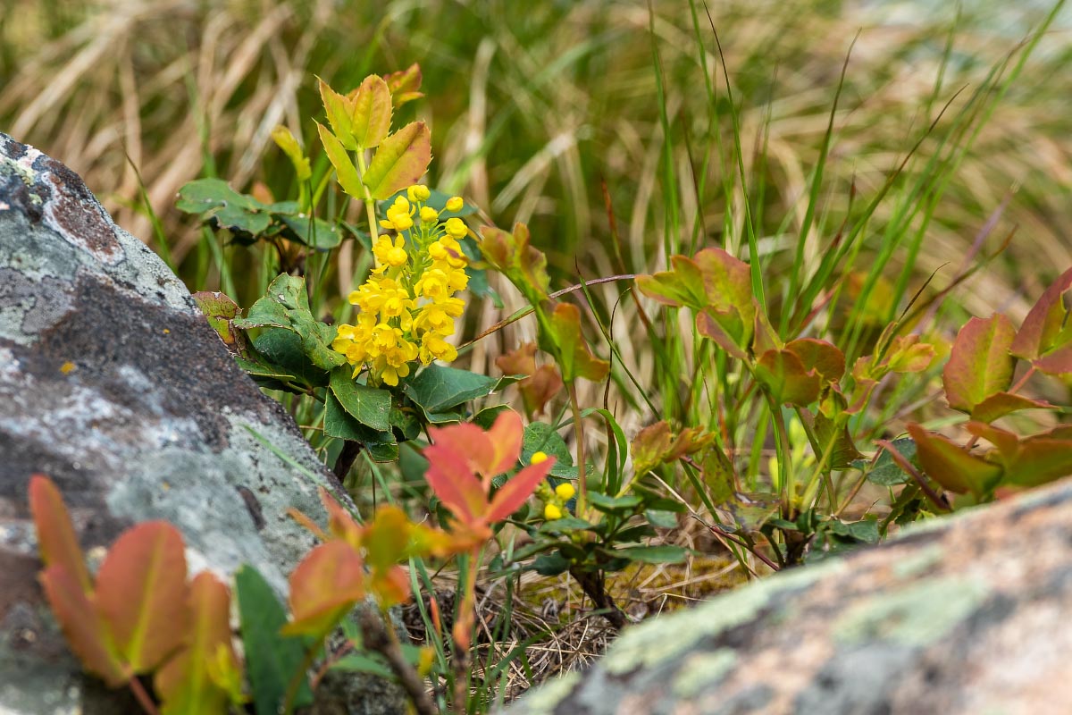 Oregon Grape flowers Wyoming