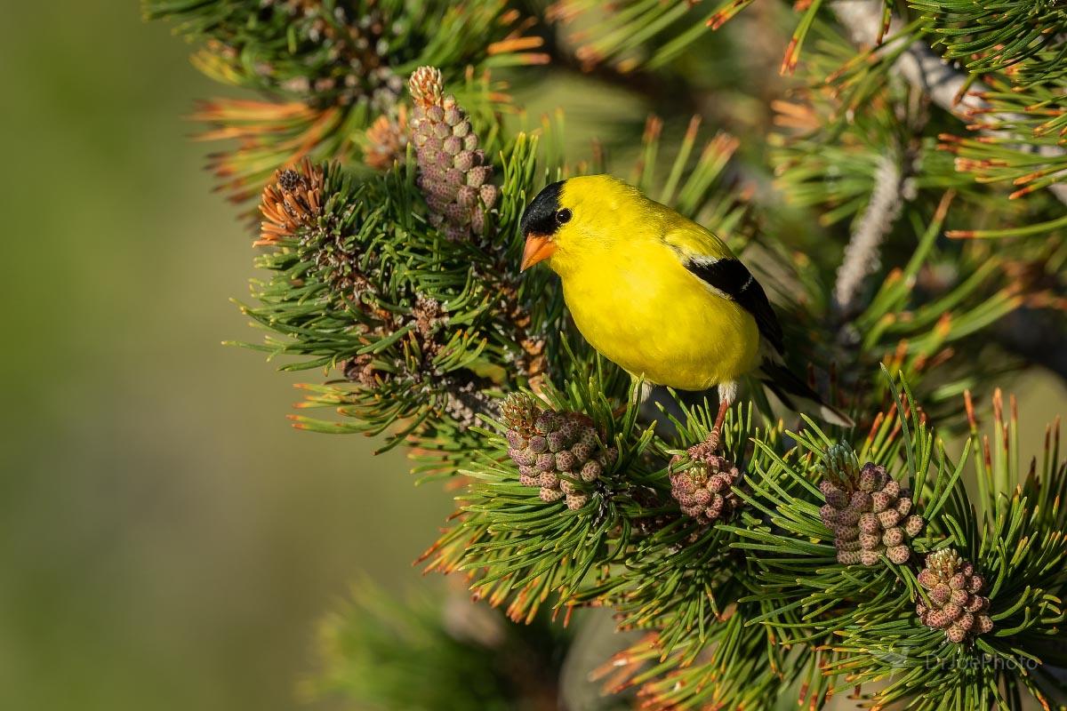 American Goldfinch Riverton Wyoming