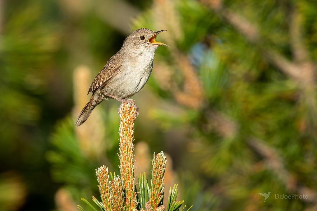 House Wren Wyoming