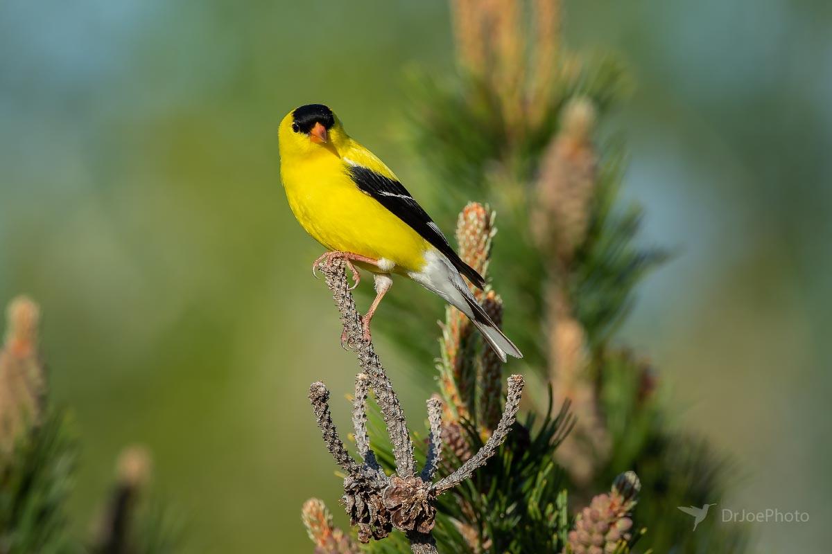 American Goldfinch Wyoming