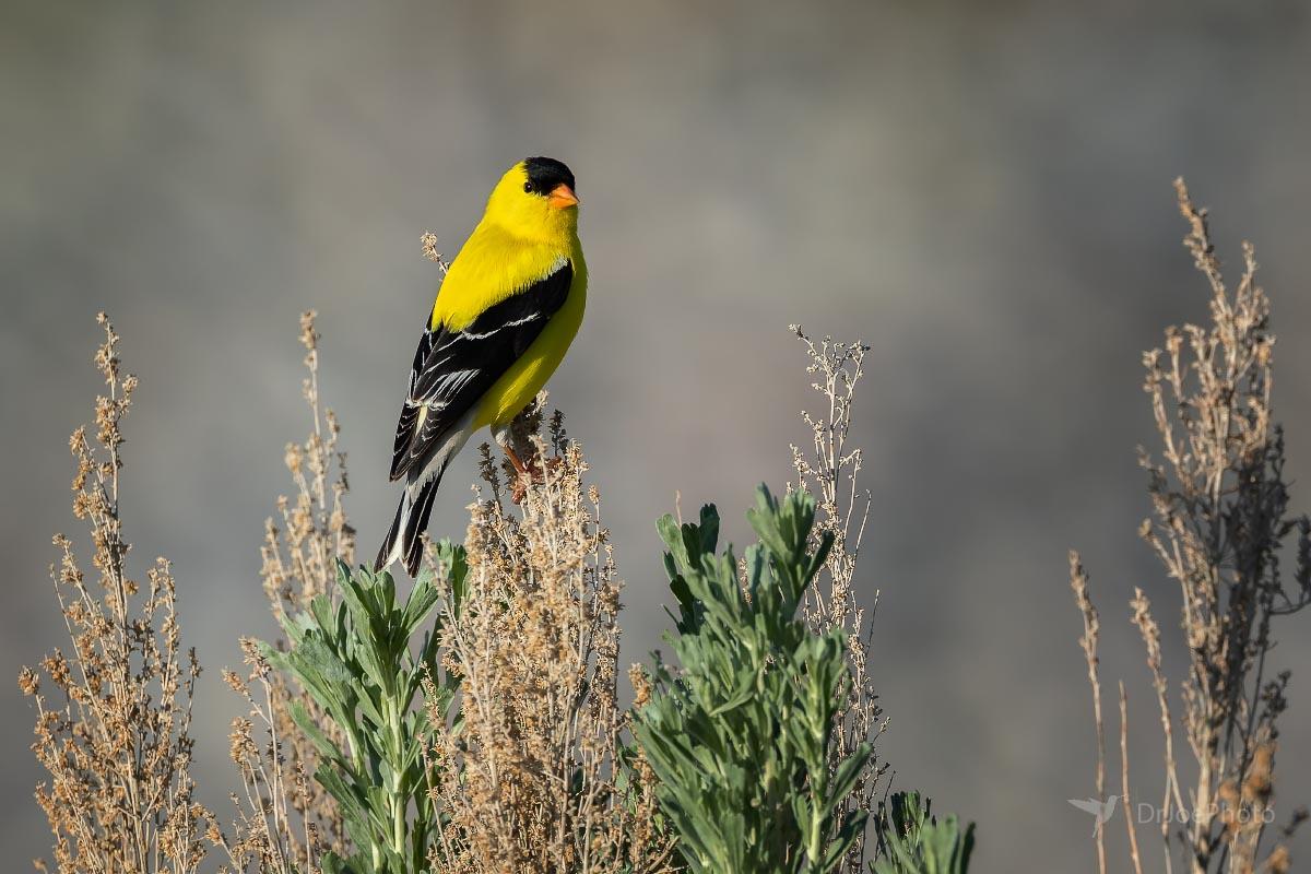 American Goldfinch Wyoming