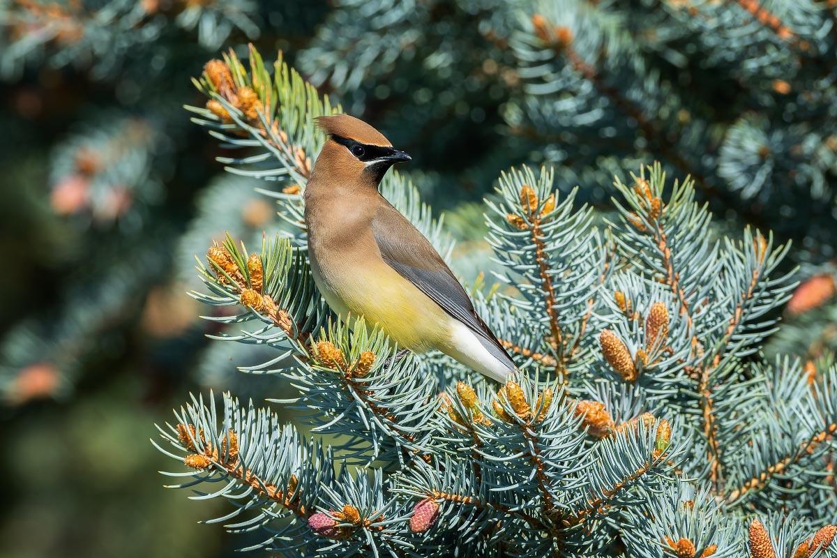 Cedar Waxwing Wyoming