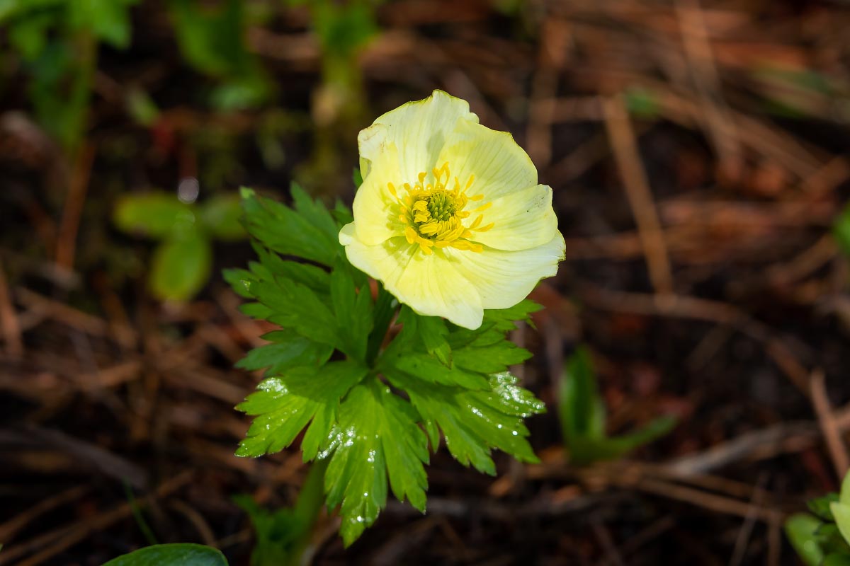 American Globeflower wildflower Wyoming