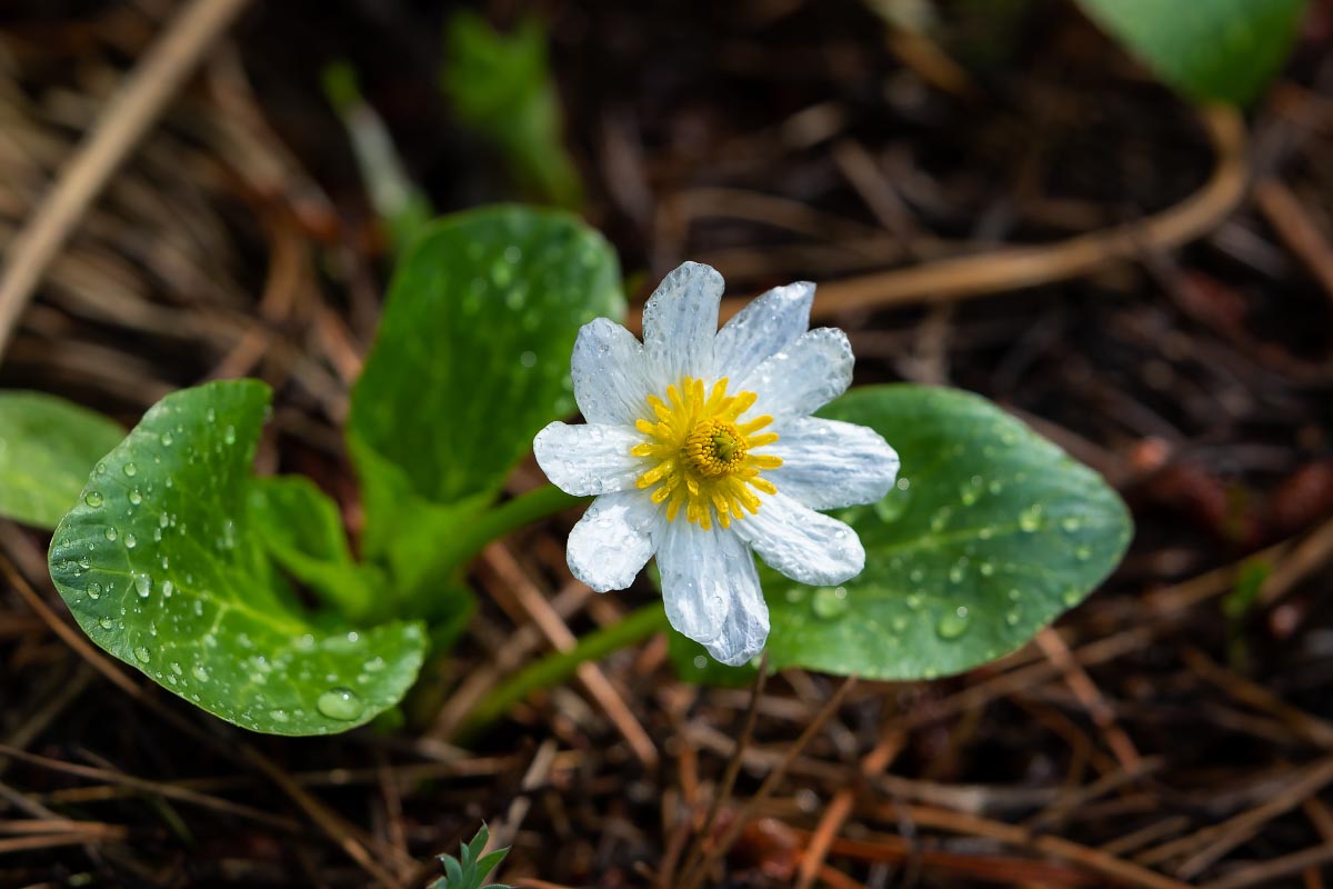 White Marsh Marigold wildflowers Wyoming