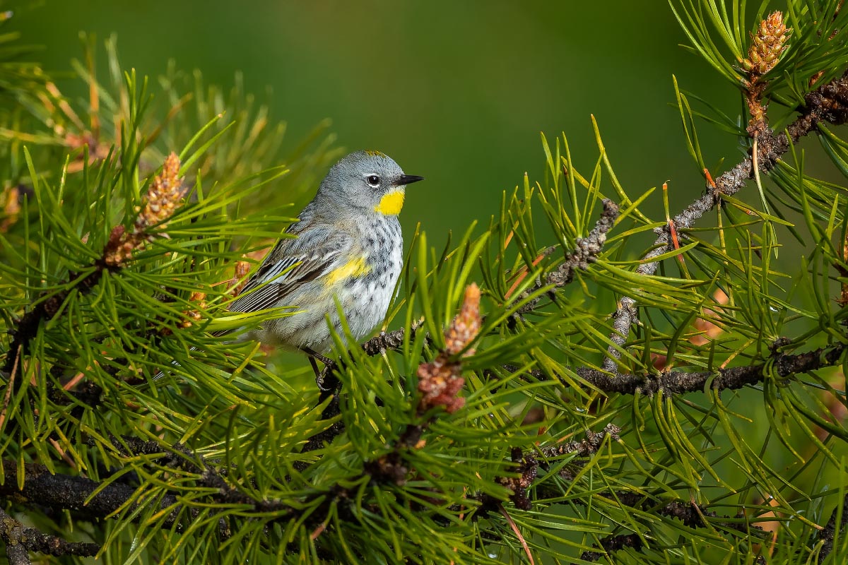 Female Yellow-rumped Warbler Audubon race Wyoming