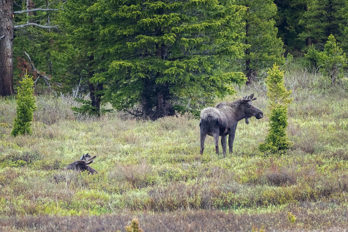 Bull Moose Wyoming