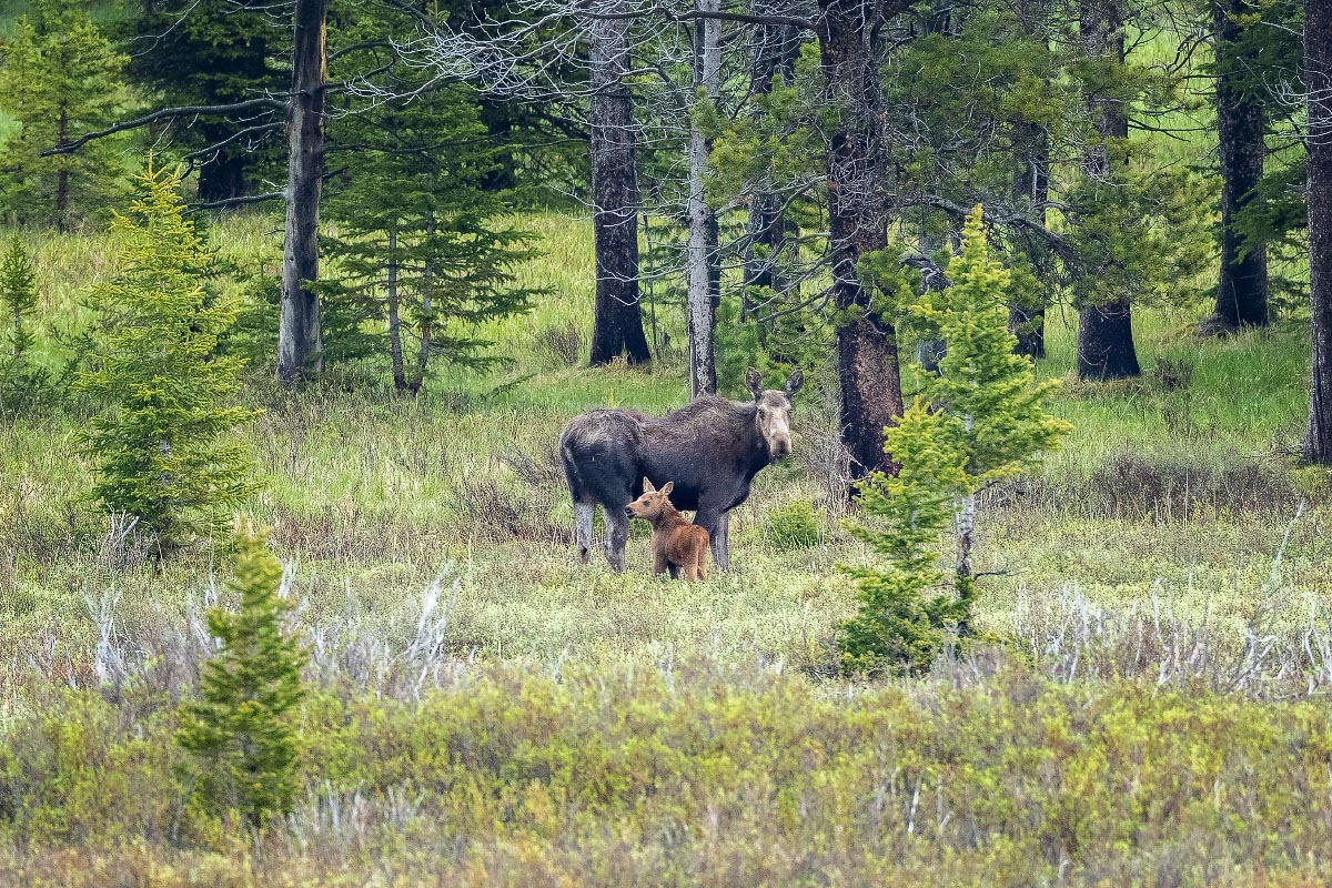 Cow Moose with calf Wyoming