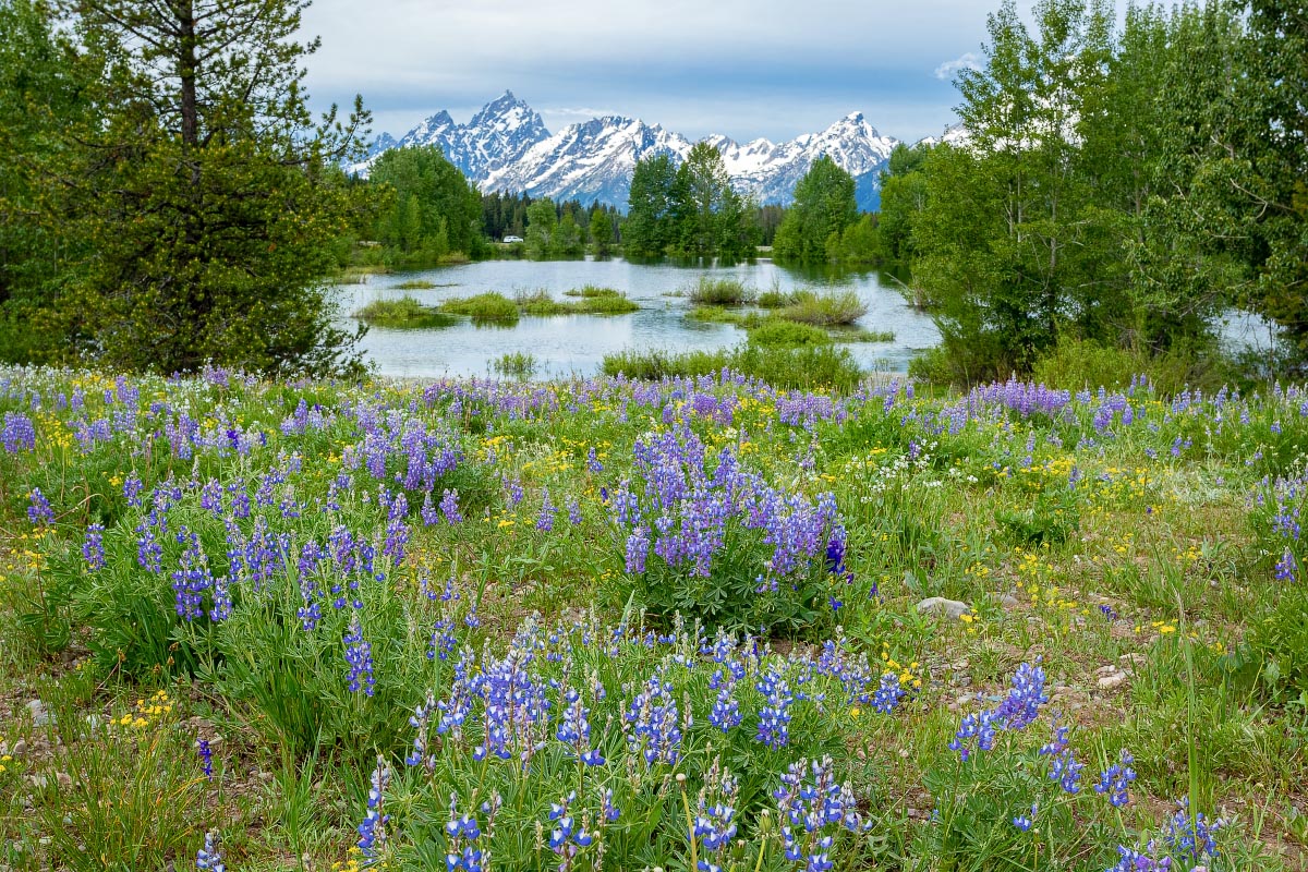 Lupine Pilgrim Creek Pond Wyoming