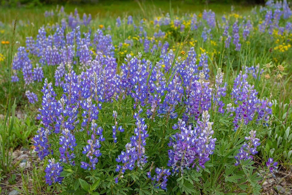 Lupine wildflowers Wyoming