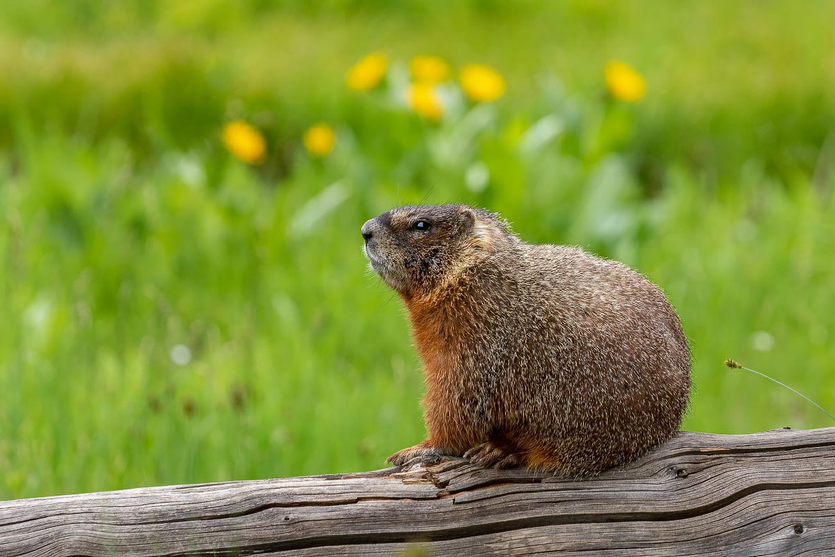 Yellow-bellied Marmot Grand Teton National Park Wyoming