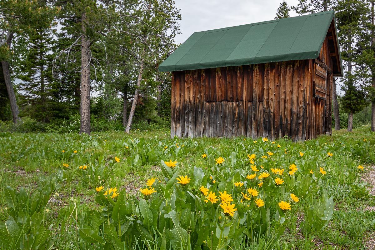 Mule’s Ears wildflowers Grand Teton National Park Wyoming