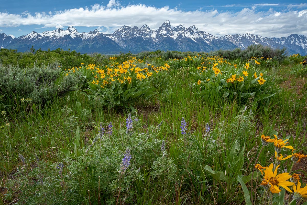 Grand Teton National Park wildflowers Wyoming