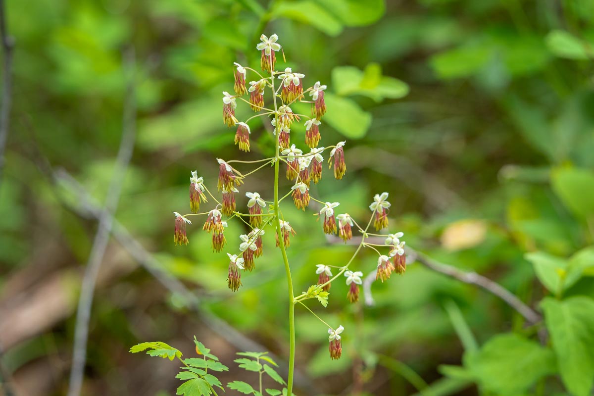 Veiny Meadow-Rue wildflower Wyoming