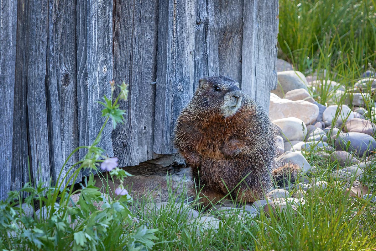 Yellow-bellied Marmot Grand Teton National Park Wyoming