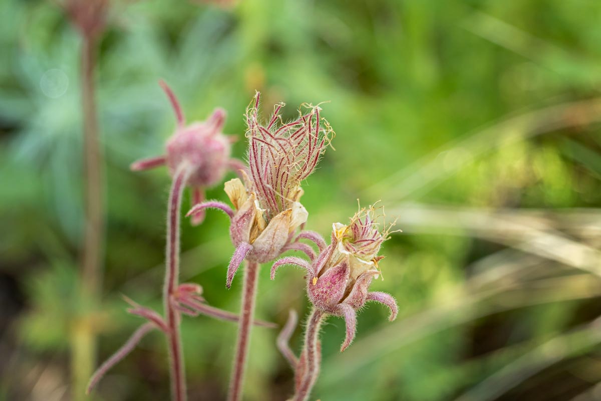 Prairie Smoke Wyoming