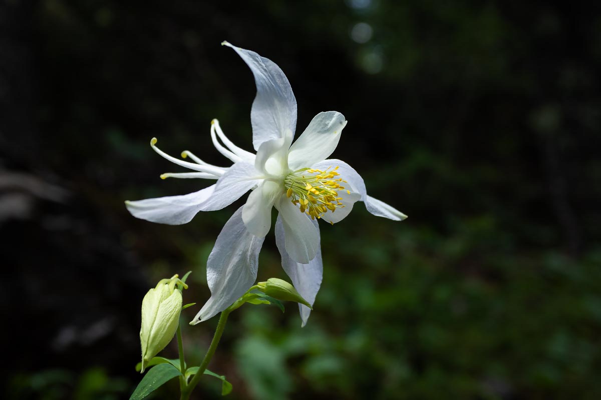 Columbine Wyoming