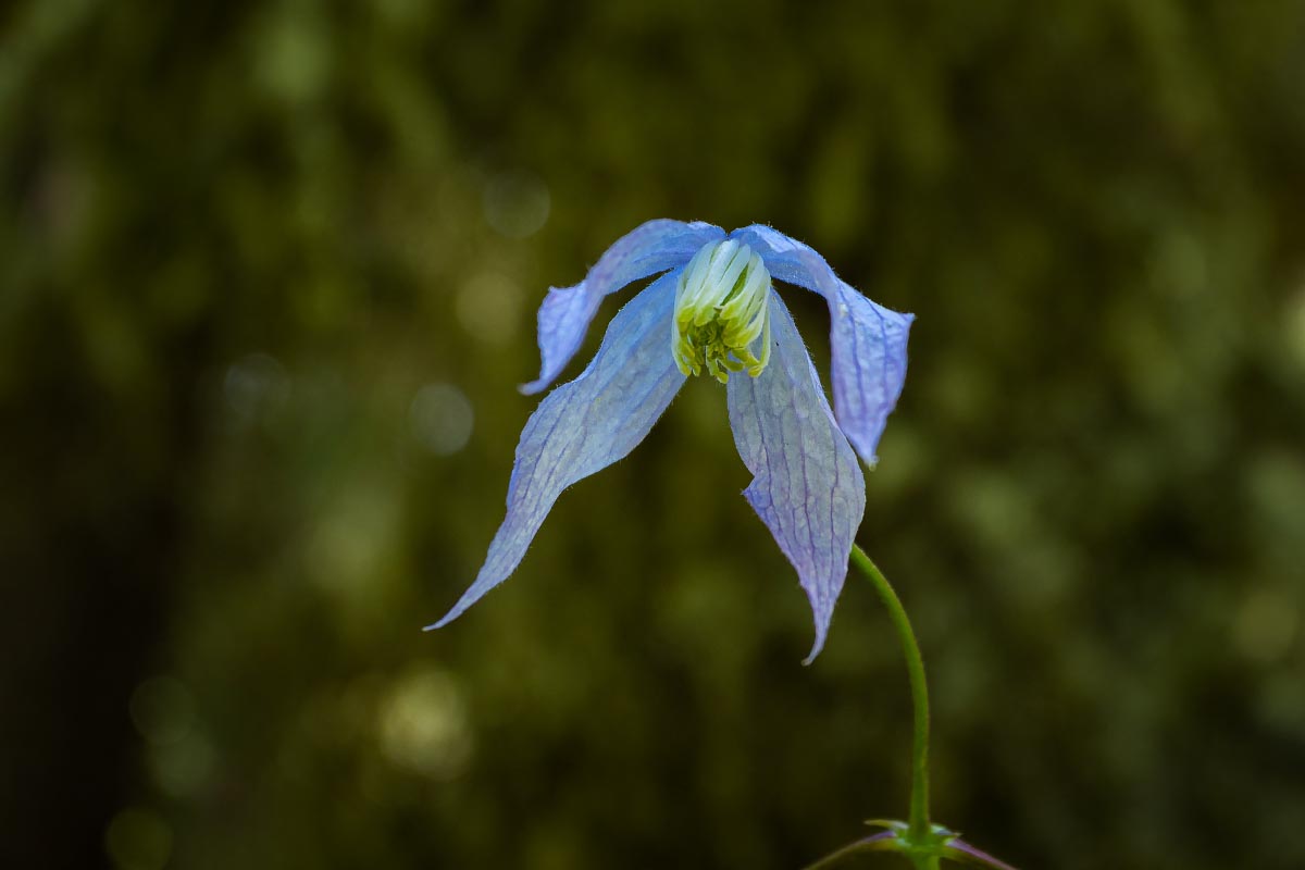 Rock Clematis wildflower Wyoming