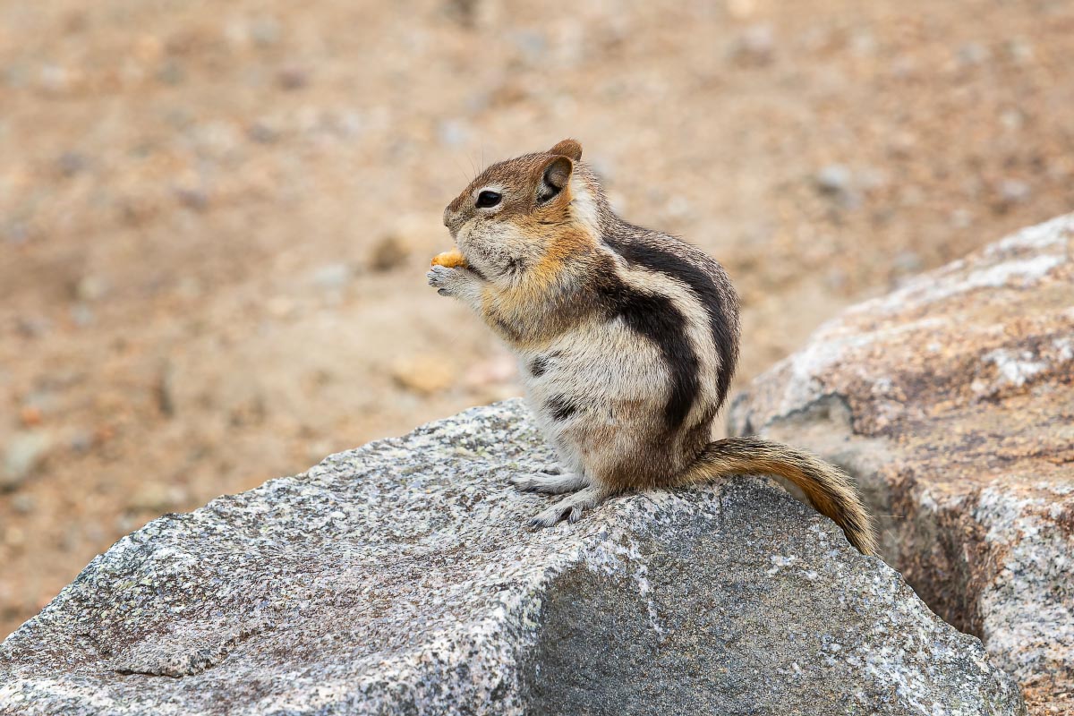 Golden-mantled Ground Squirrel Wyoming