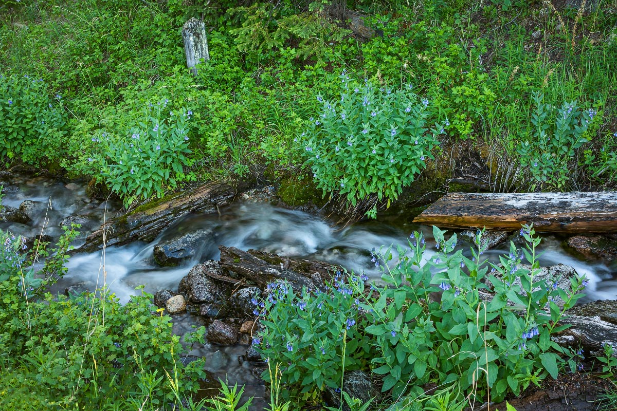 Streamside Mountain Bluebells Wyoming