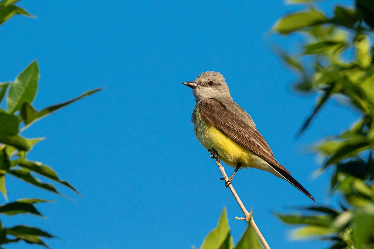 Western Kingbird Wyoming