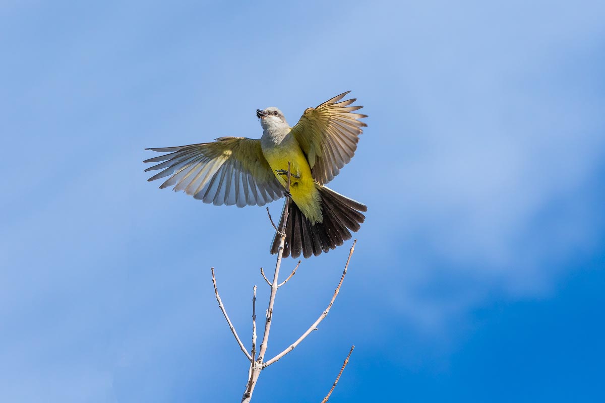 Western Kingbird Wyoming