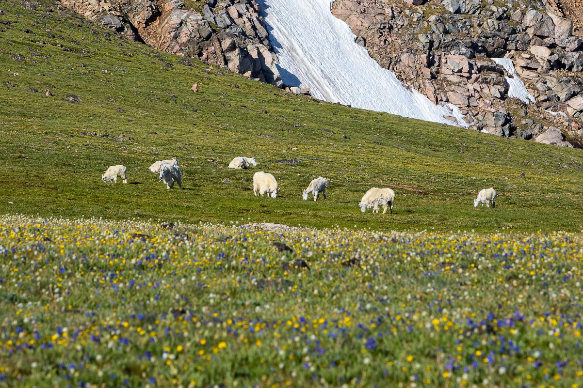 Mountain Goats Beartooth Mountains Wyoming