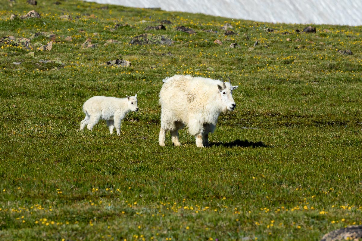 Nanny and kid mountain goats Wyoming
