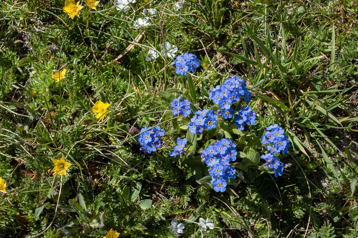 Alpine Forget-me-nots Wyoming