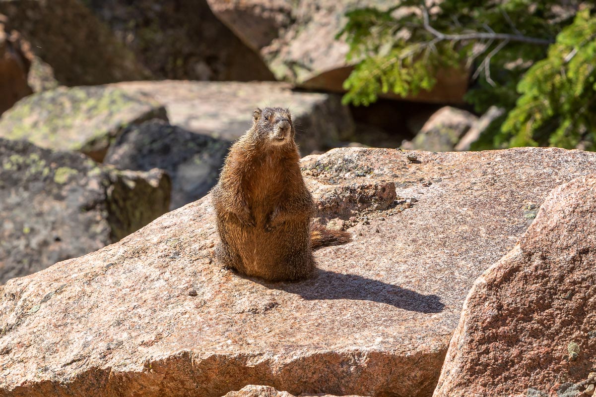 Yellow-bellied Marmot Wyoming