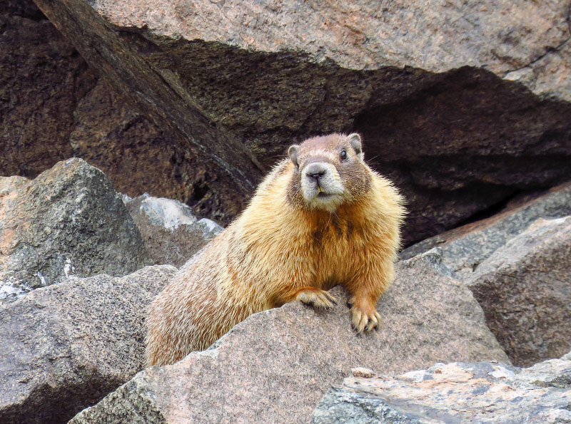 Yellow-bellied Marmot Wyoming