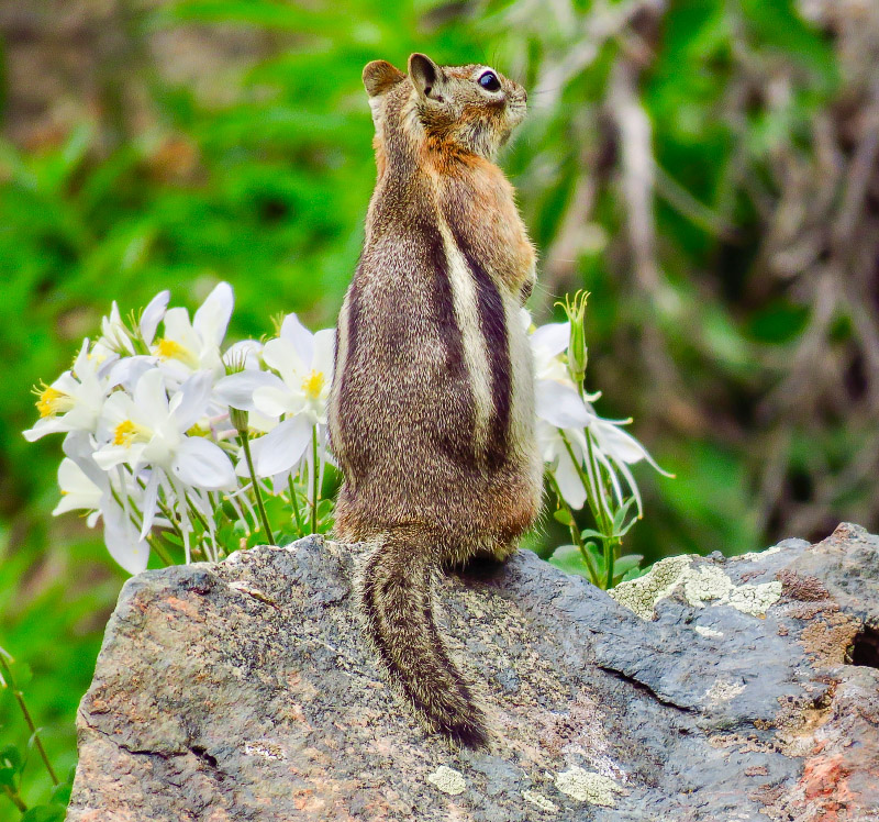 Golden-mantled Ground Squirrel Columbine Wyoming