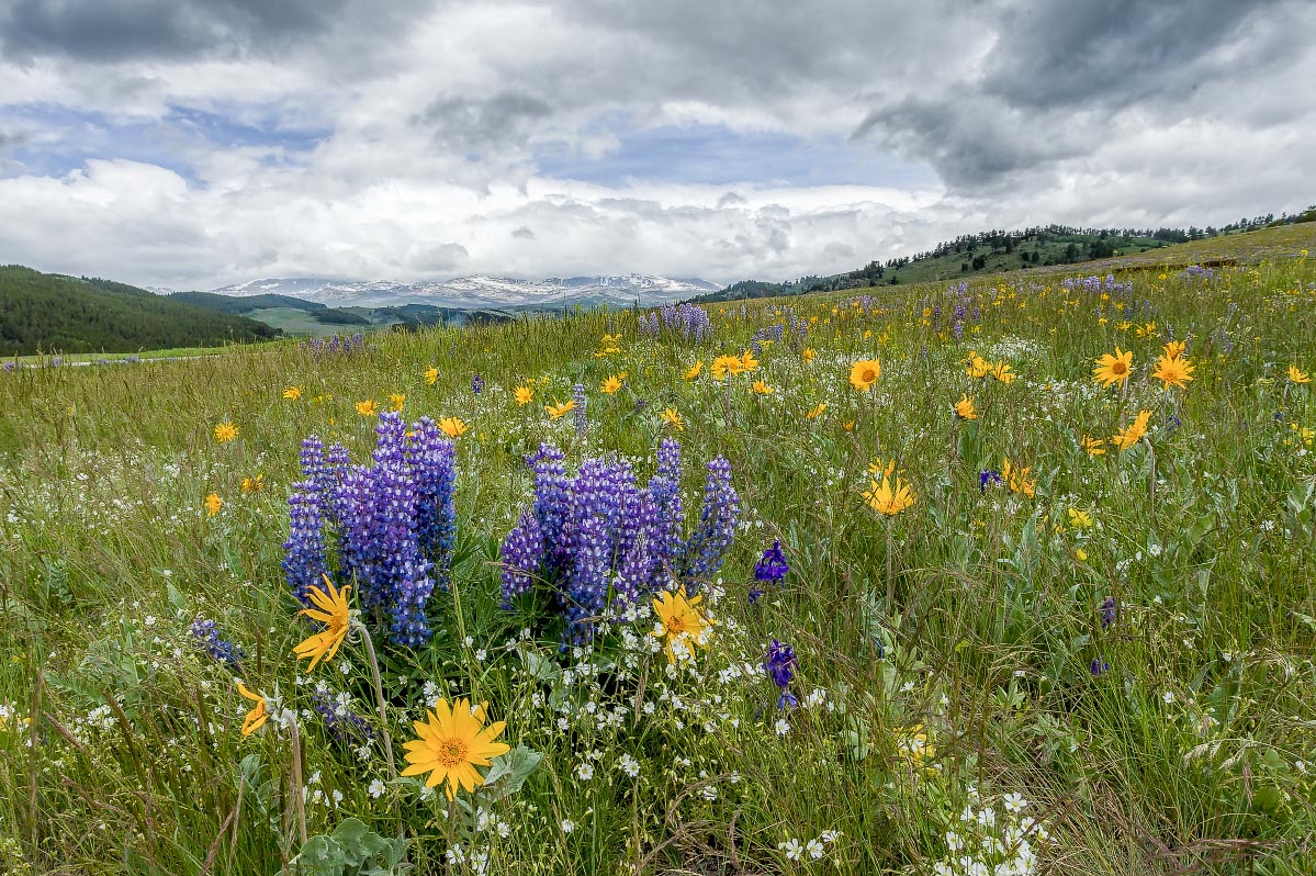 Big Horn Mountains wildflowers Wyoming