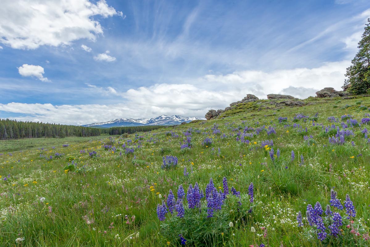 Big Horn Mountains wildflowers Wyoming